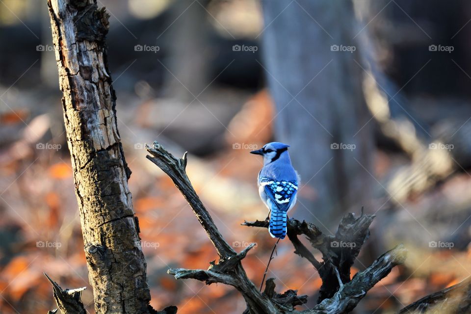 Blue jay in the forest