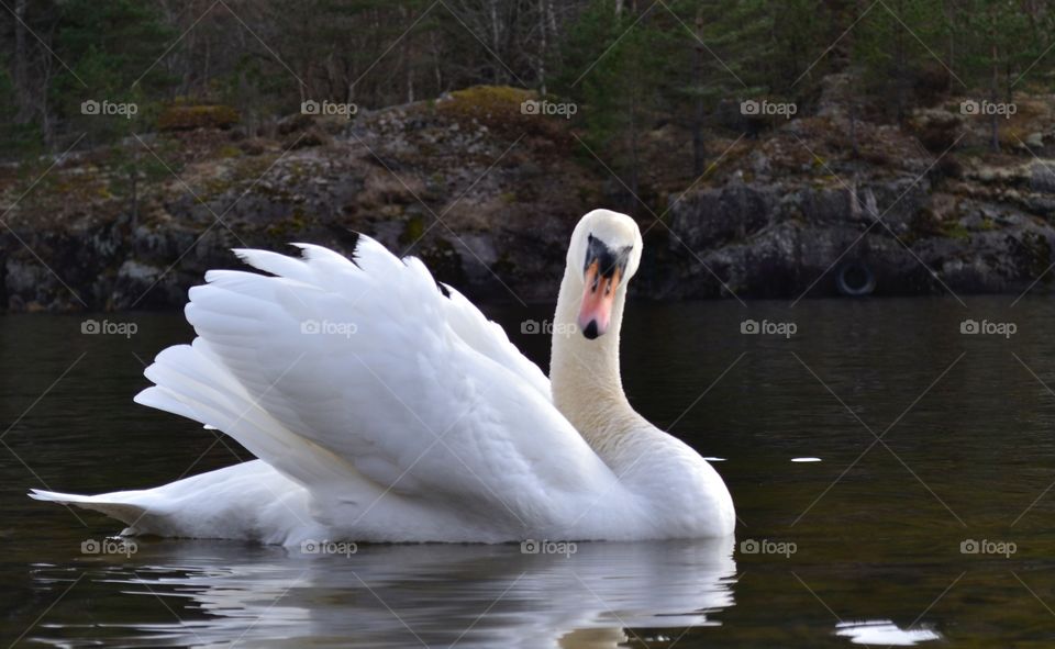 Swan