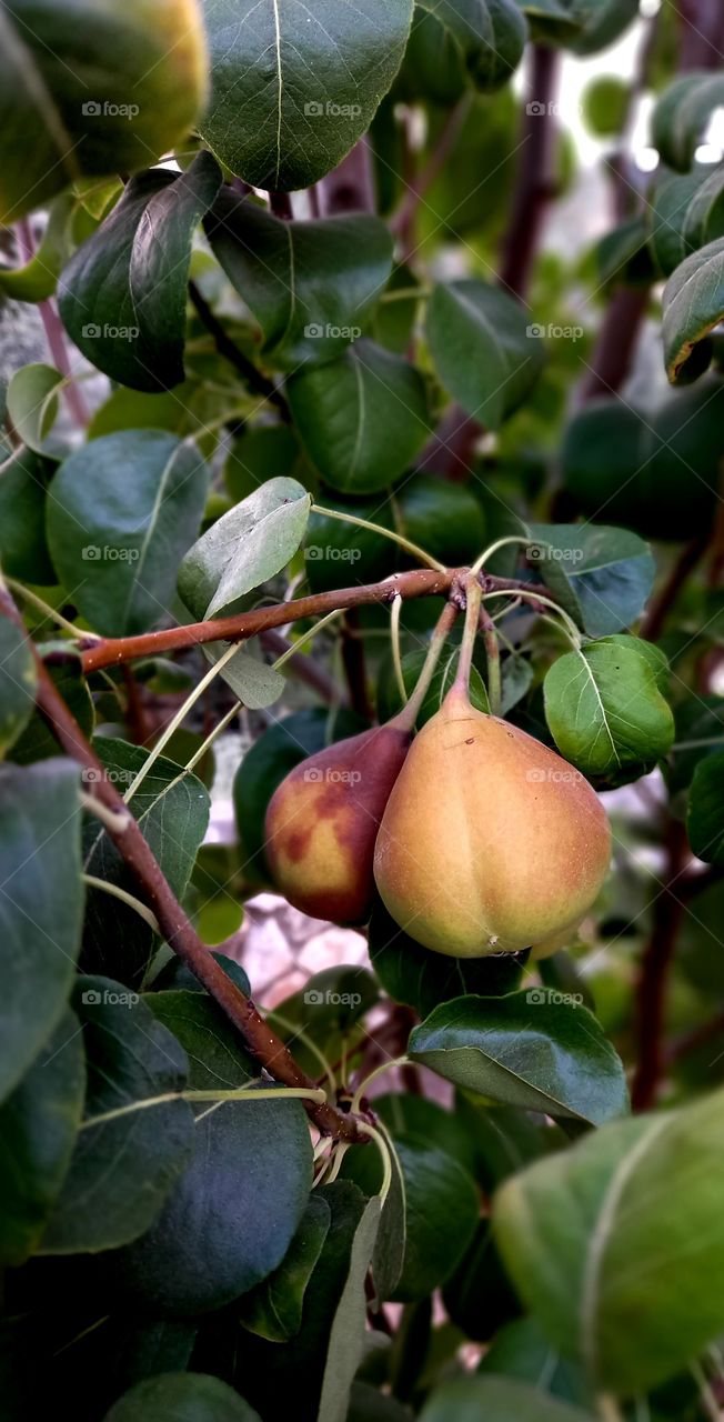 Pyrus communis