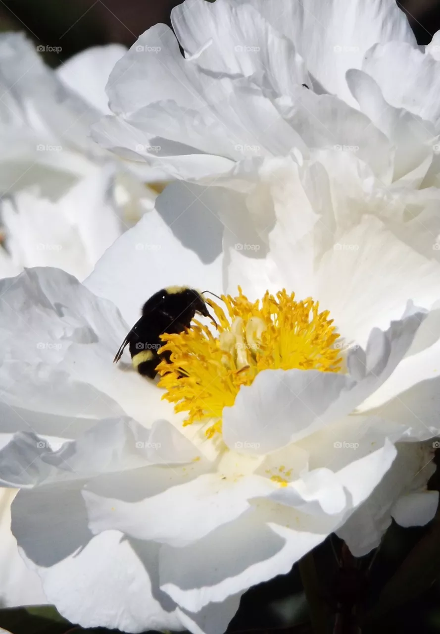 Bee