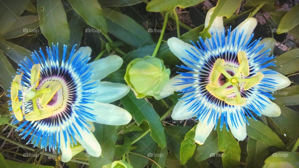 Passion flowers / vine