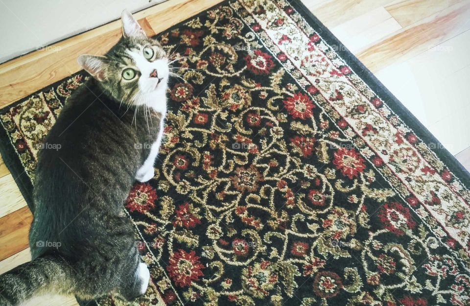 I didn't do it; I'm puuurfect!