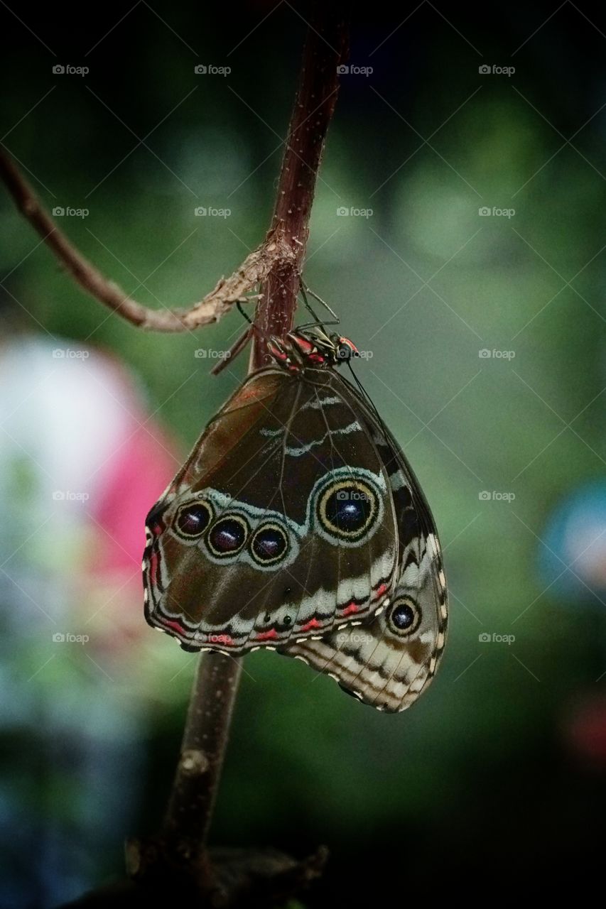 Butterfly Expo  - Antipa Museum/Bucharest