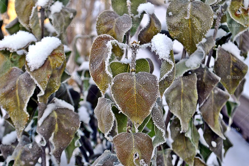 Plants covered with frost