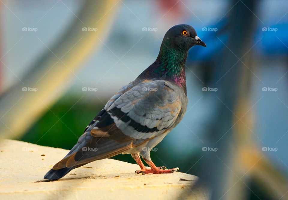 Bird photography  - Dove - Urban Setting - Shot via window 