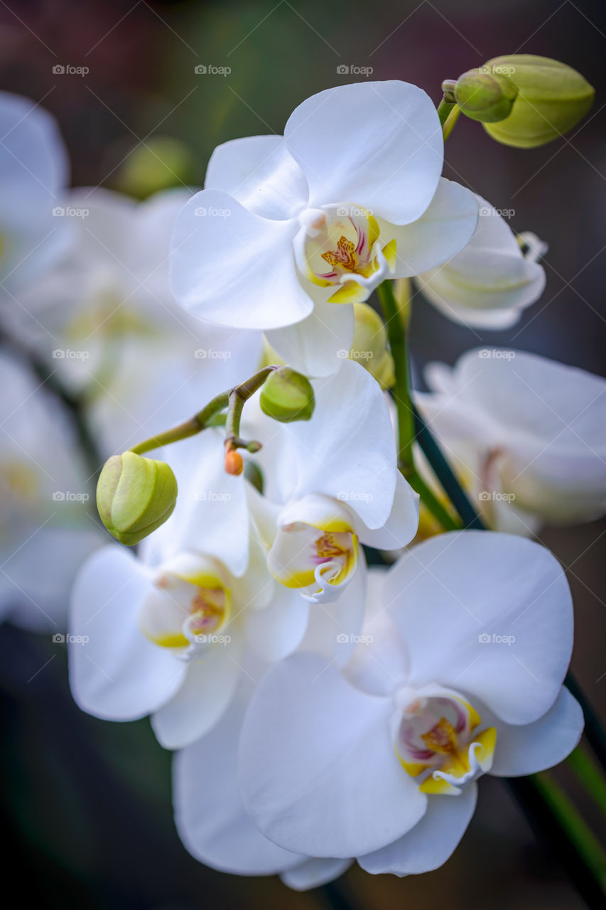 Blooming White Orchids in a Stem 