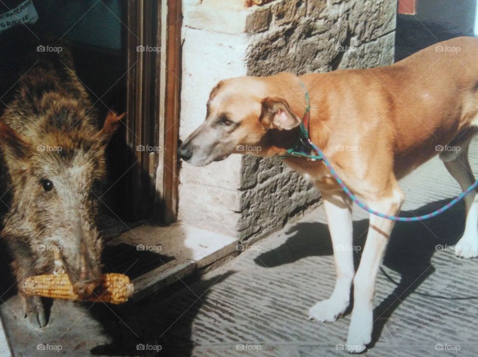 dog meets wild boar