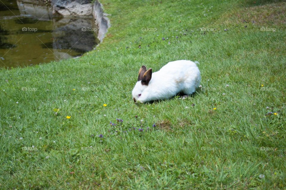 white rabbit with black ears nibbles green grass in the park, year of the rabbit 2023, easter bunny