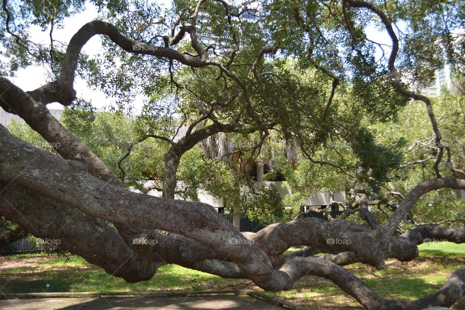 A part of a huge tree with very thick branches lying low above the ground