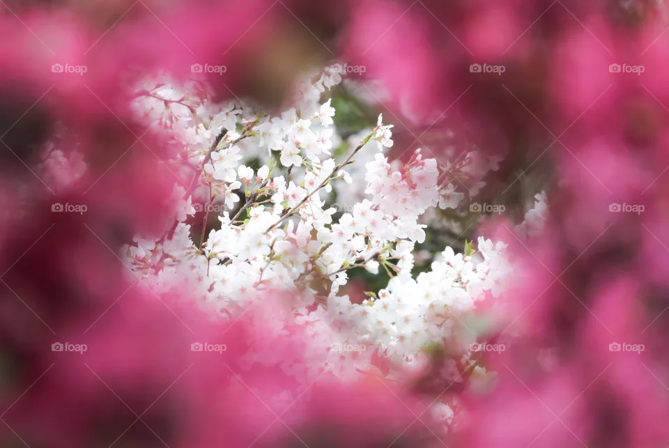 望春