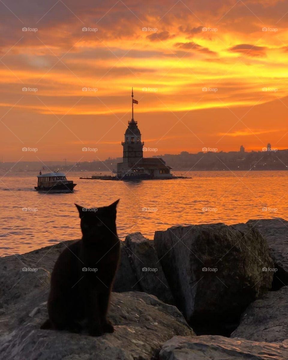 amazing sunset with cat