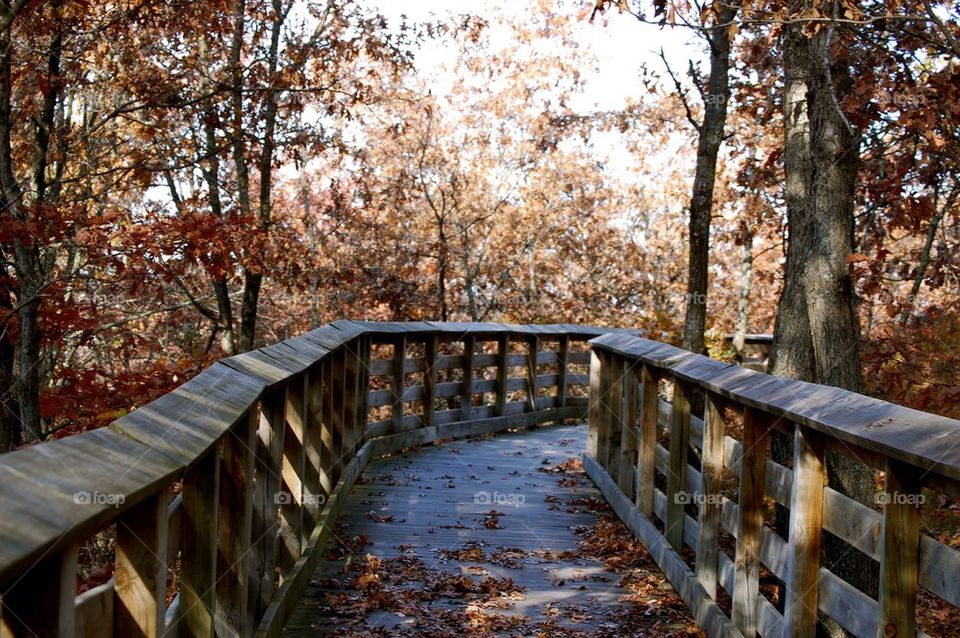 bridge woods group1 by refocusphoto