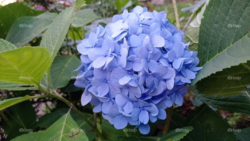 Hydrangea Blue