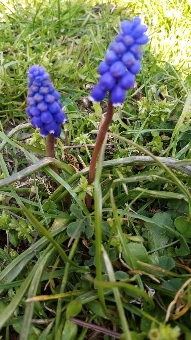 Blumen Deutschland