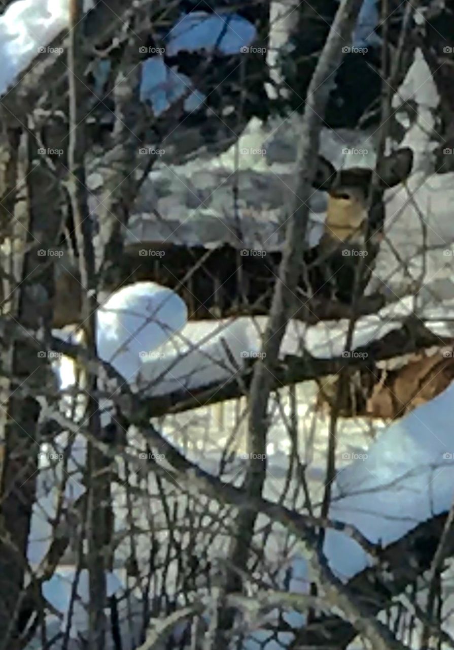 Bedding down in the snow