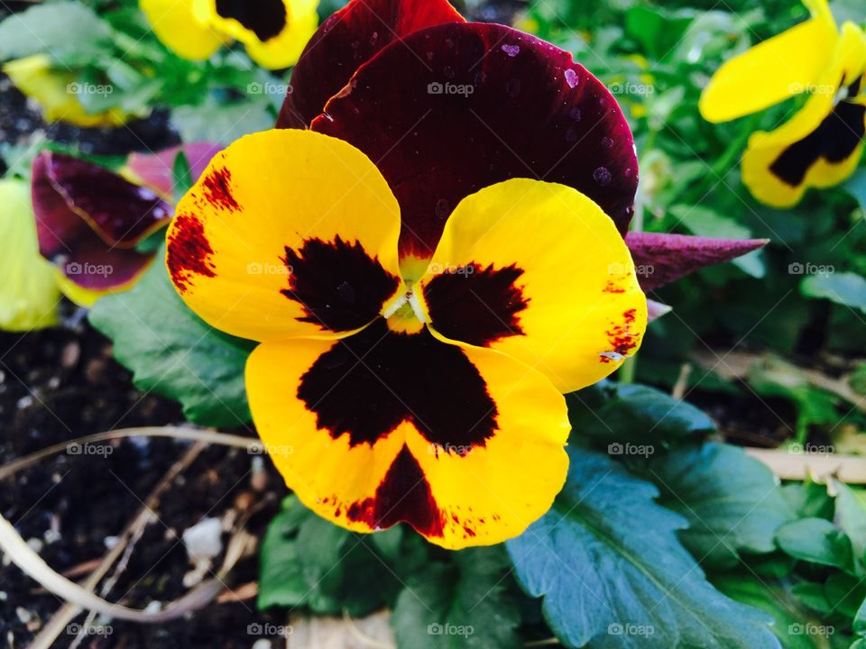 Faces in the flowers 