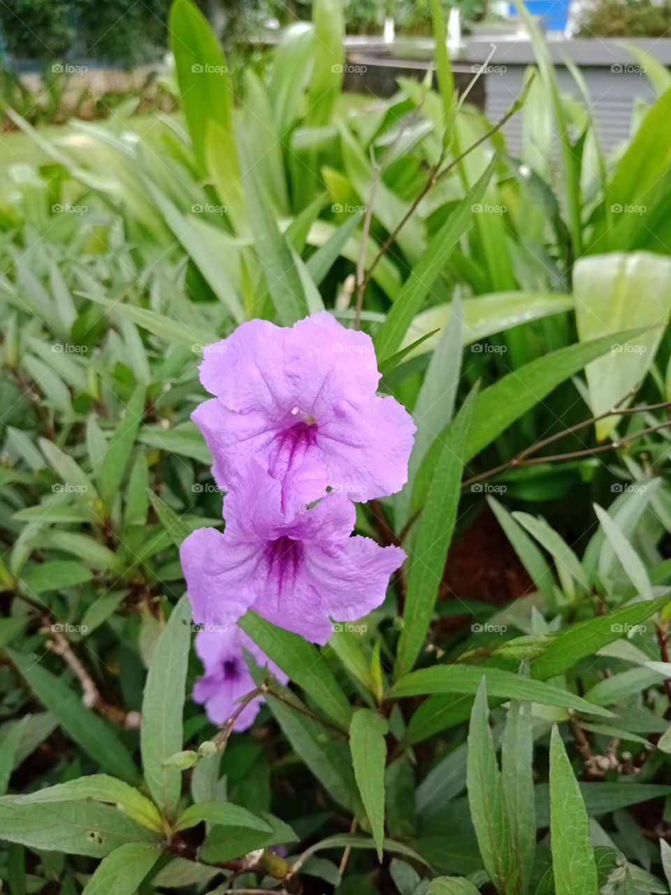 Mexican petunia flower
