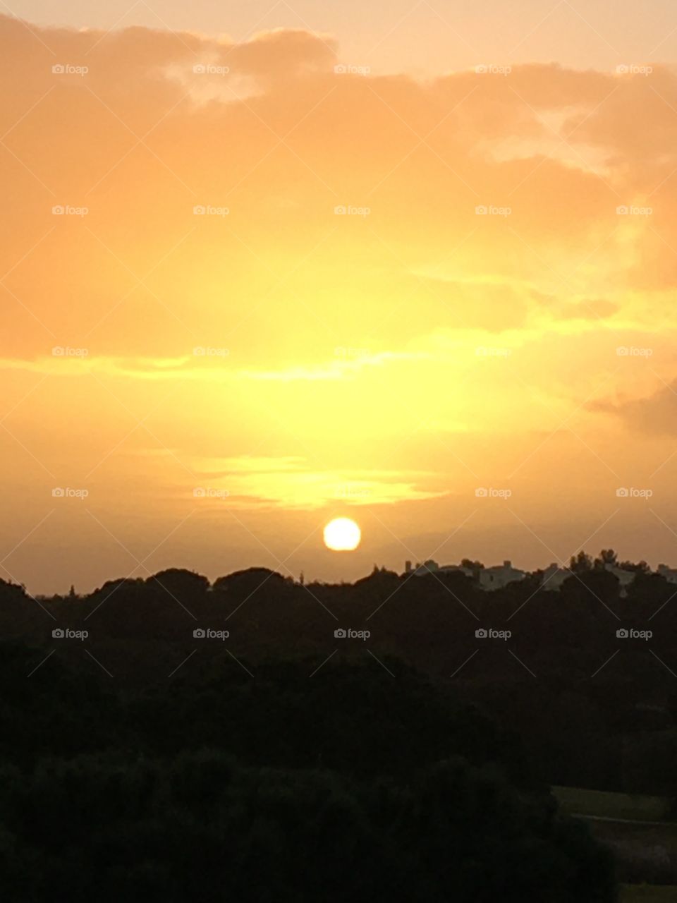 Evening sunset on trees line 