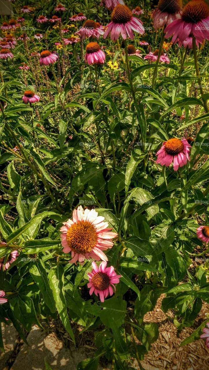Wildflowers in bloom.