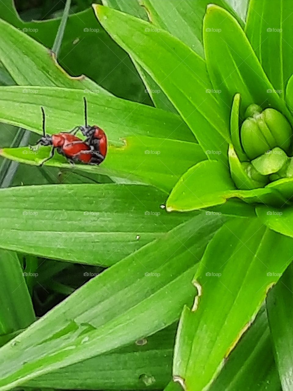 red bugs on green lilly leaves in May