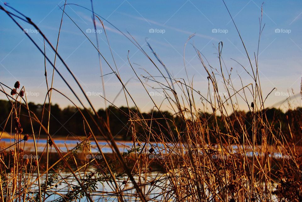 Scenics view of grass near lake