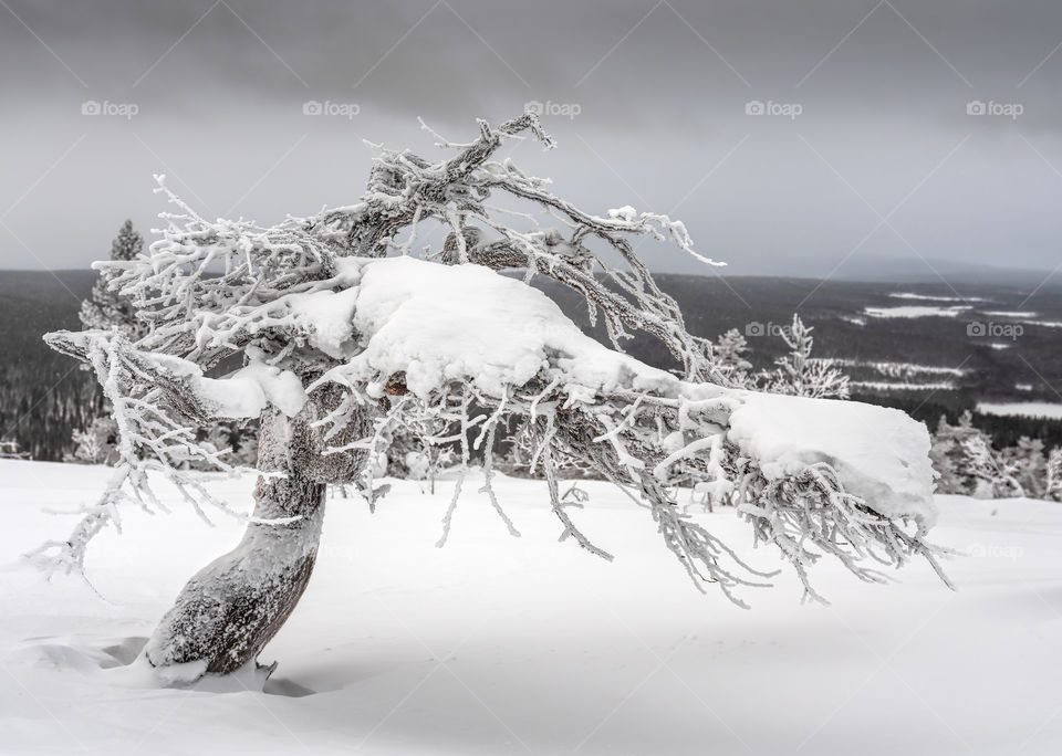 Icy and snowy twisted pine tree on top of a fell in Lapland, Finland on dramatic overcast winter afternoon