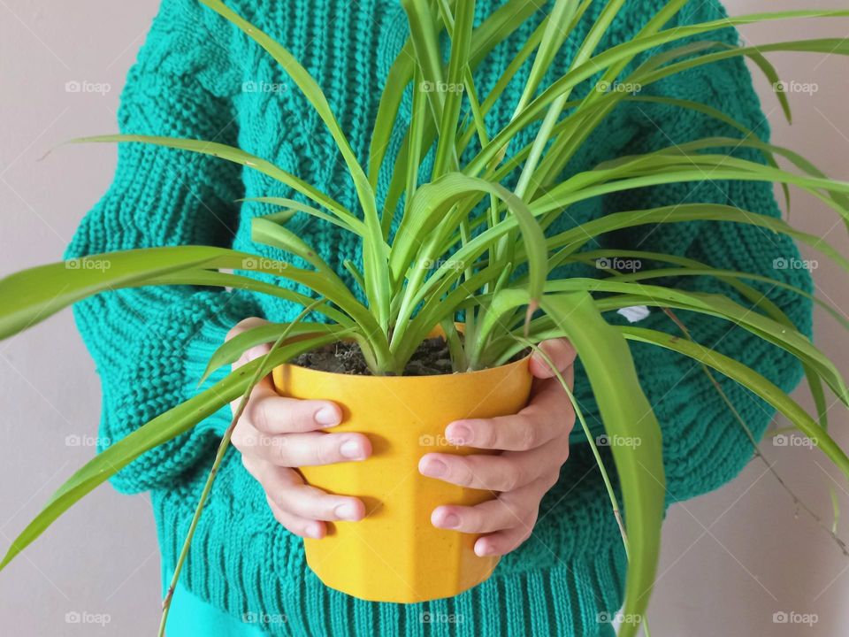 indoor flower in a yellow pot chlorophytum.