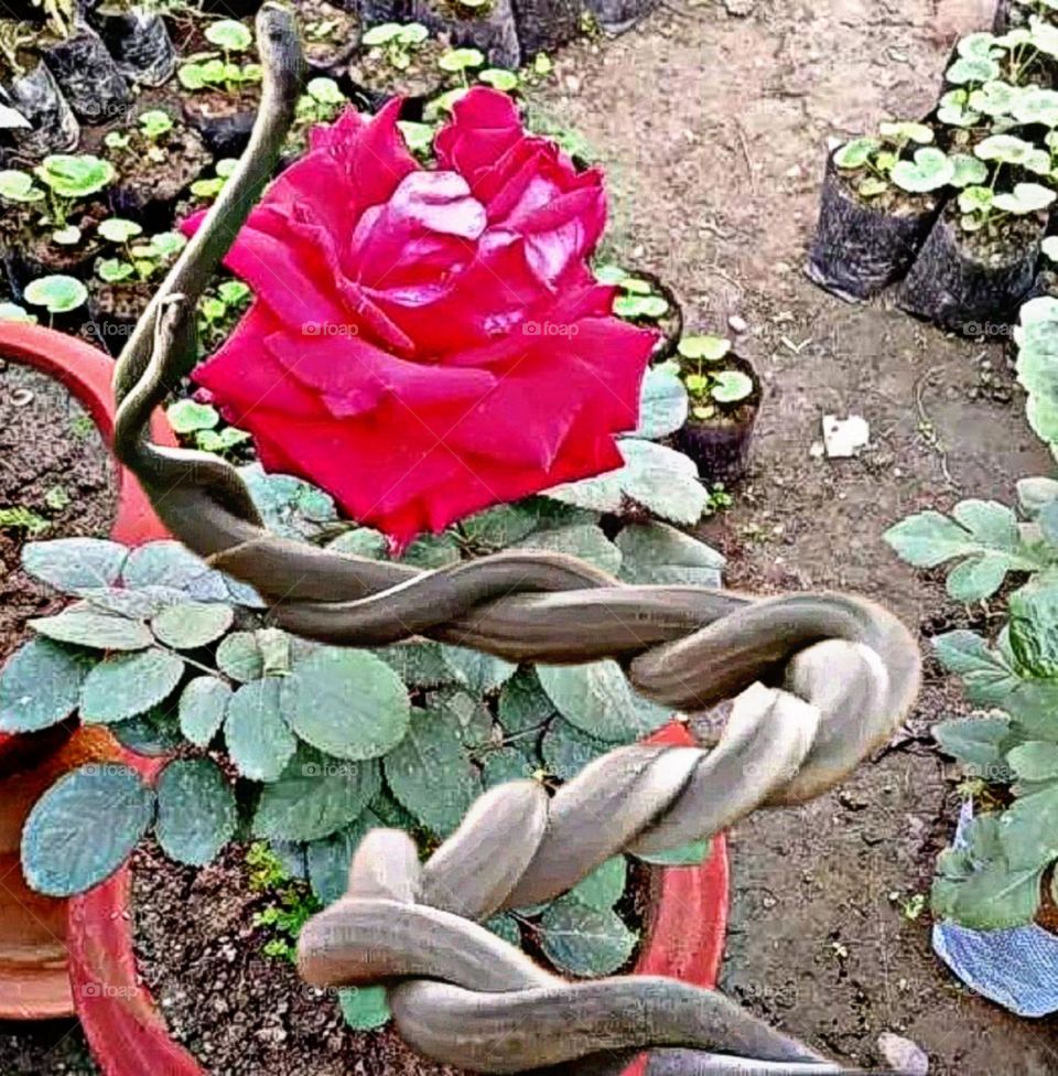 A most beautiful and attractive view in the garden.