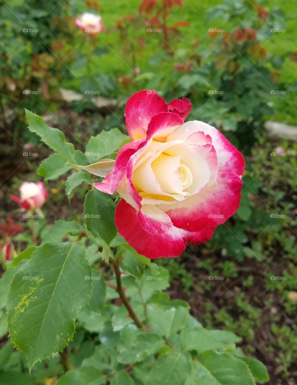 Red and white rose