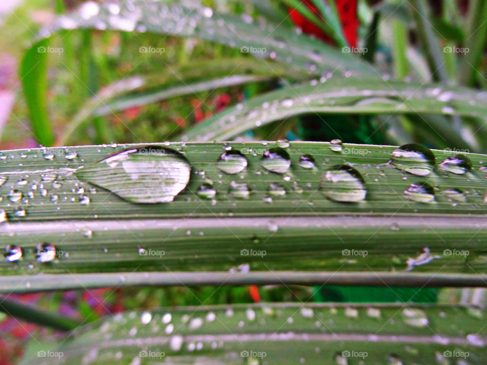 green tree water fresh by sonchai