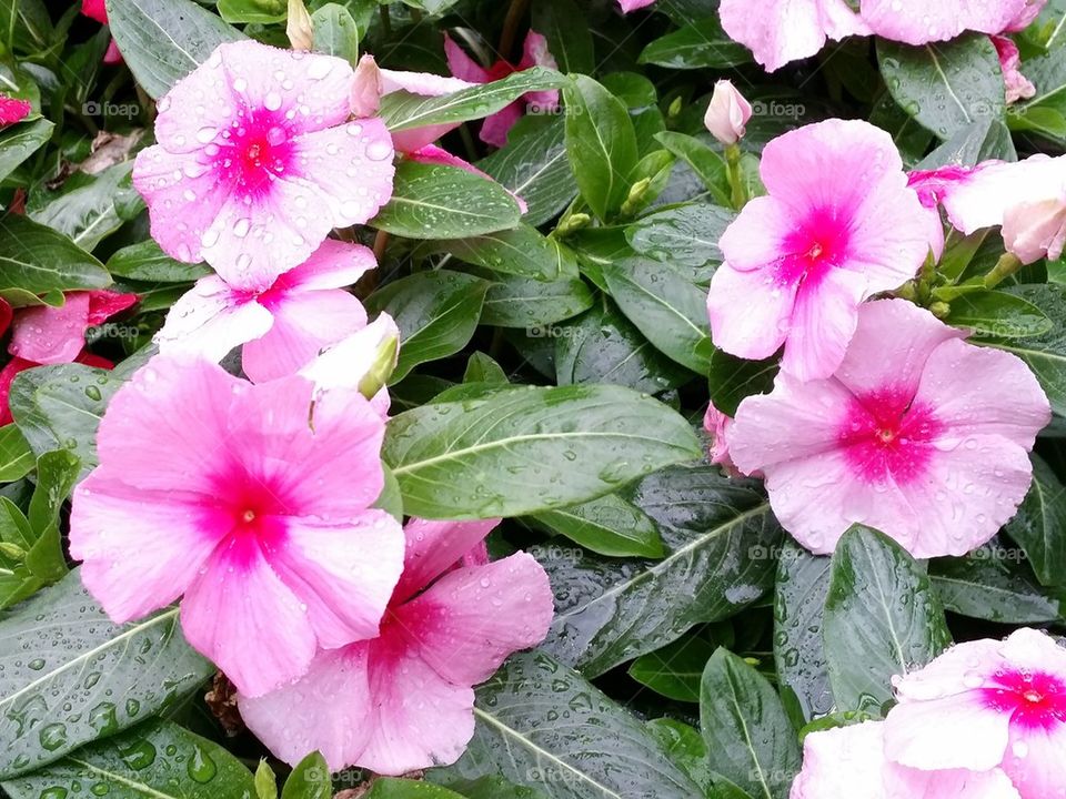 Pink and white Flowers