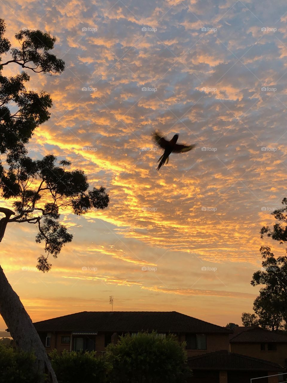 A Beautiful sunrise capturing a bird in flight