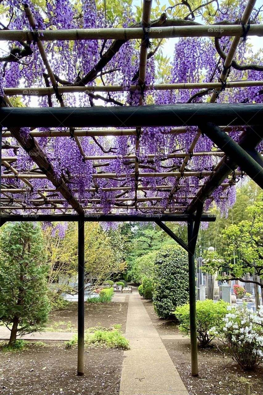 wisteria trellis