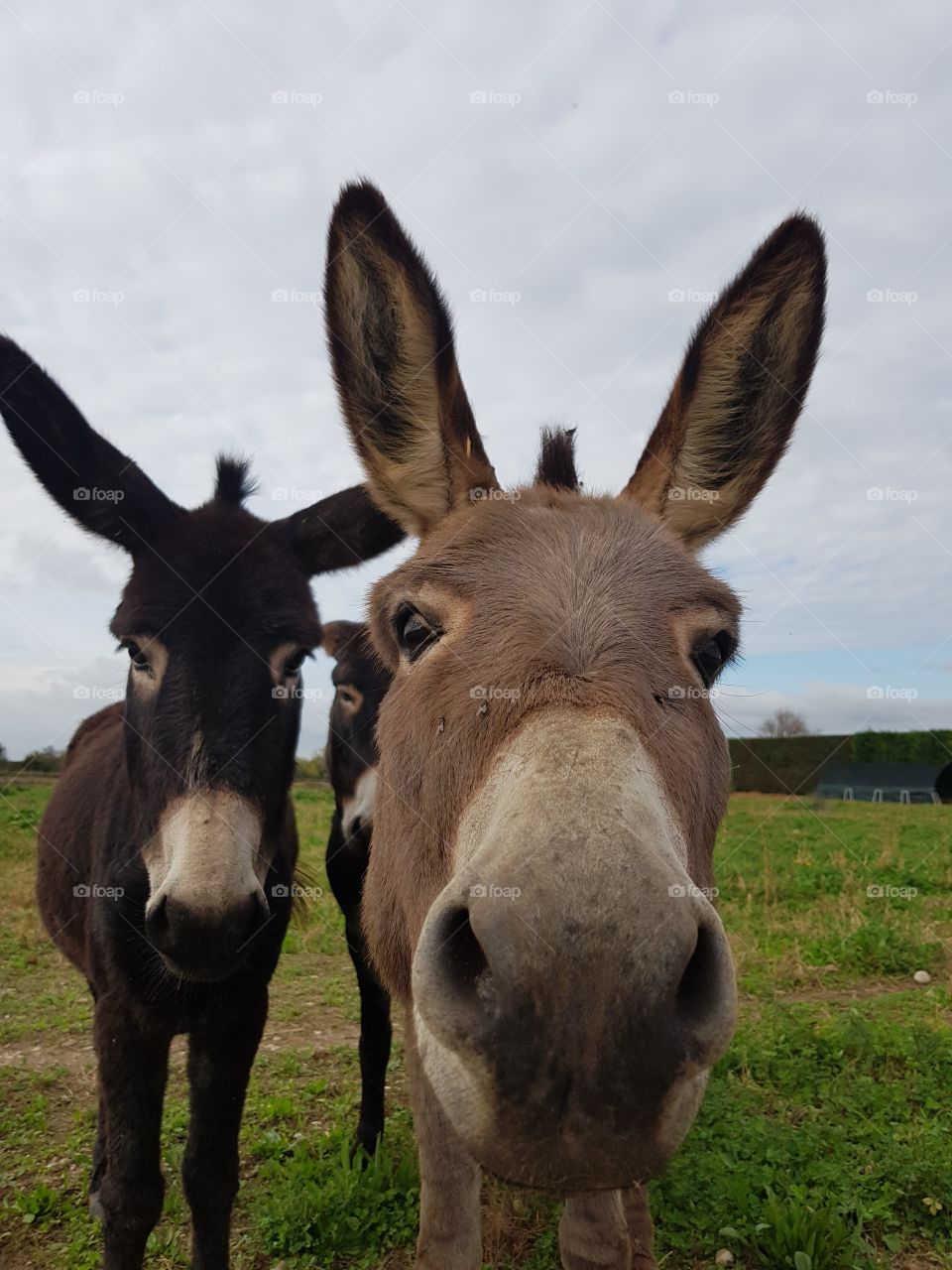 serious donkeys