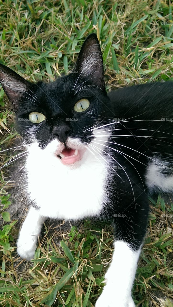 Black & white cat meowing