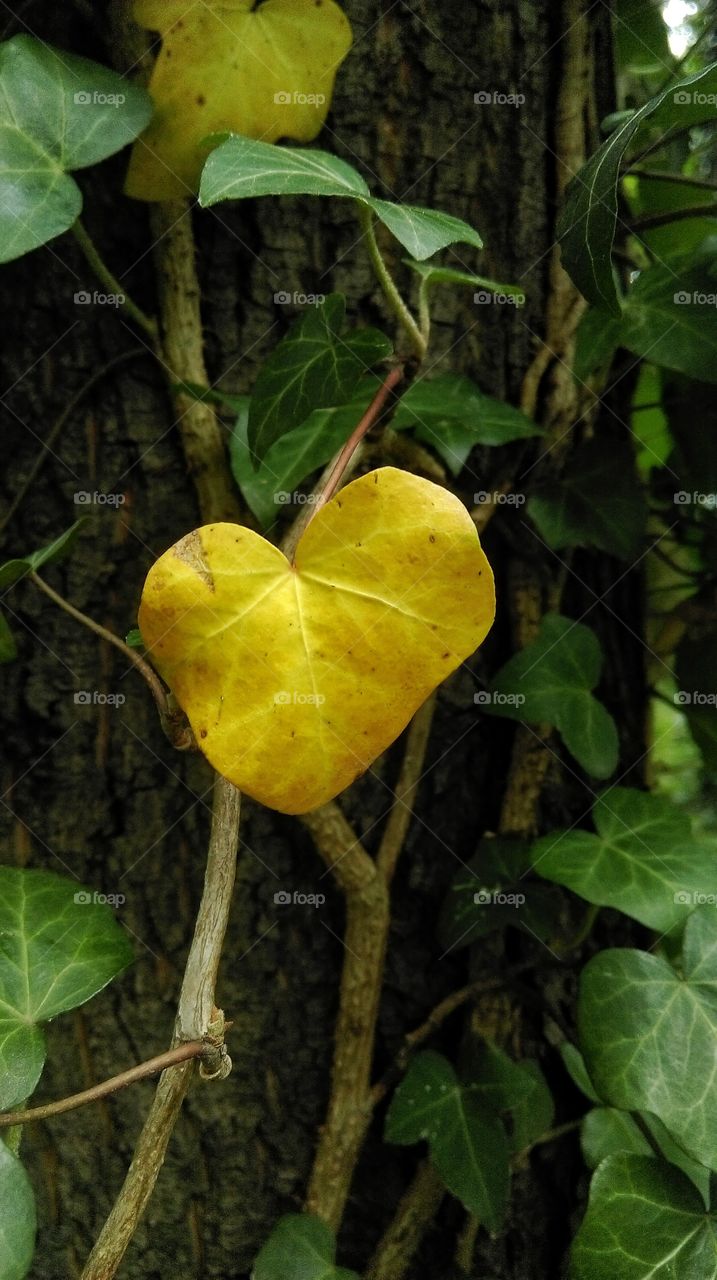 Heart shaped yellow leaf