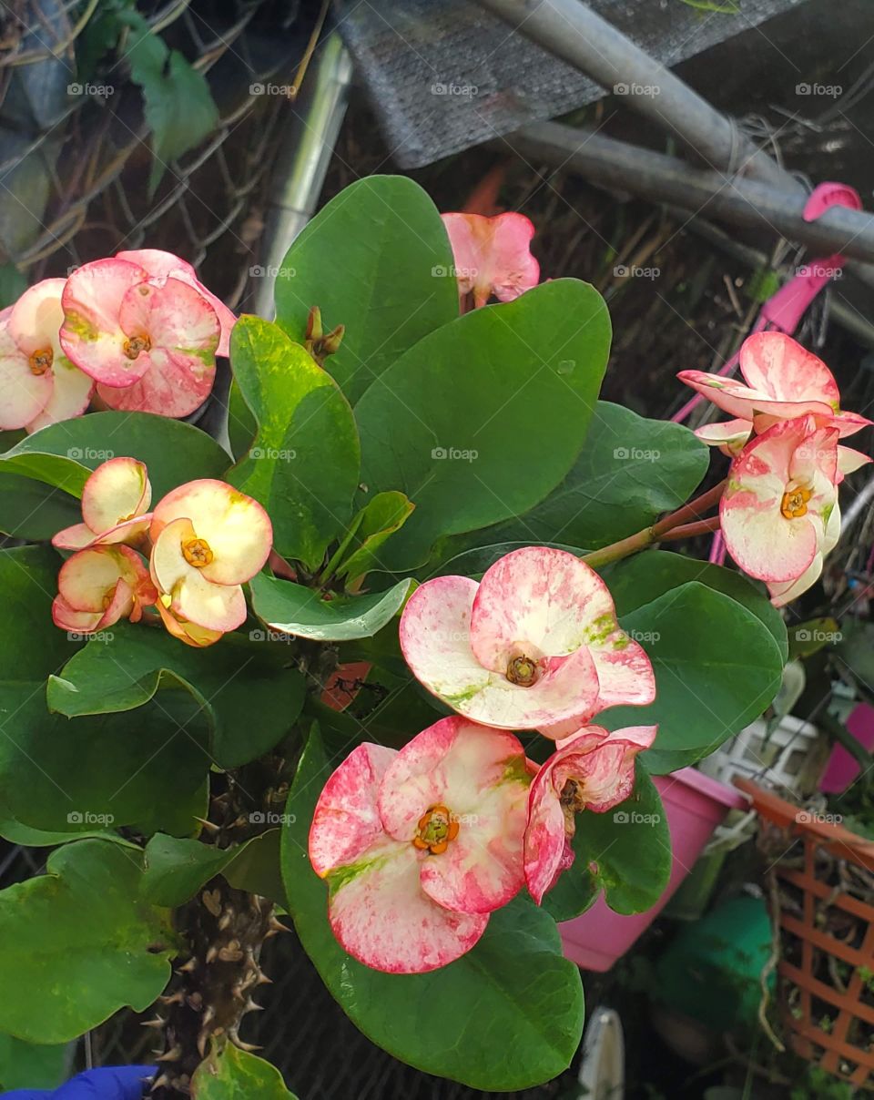 rare corona de cristo