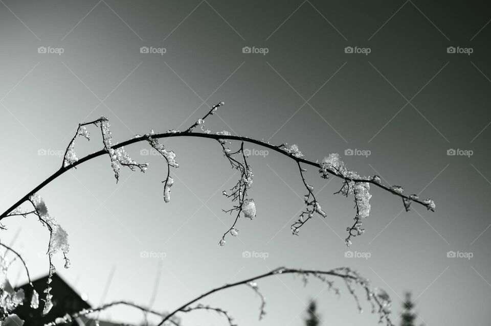 frozen in the cold branch covered with ice black and white photo