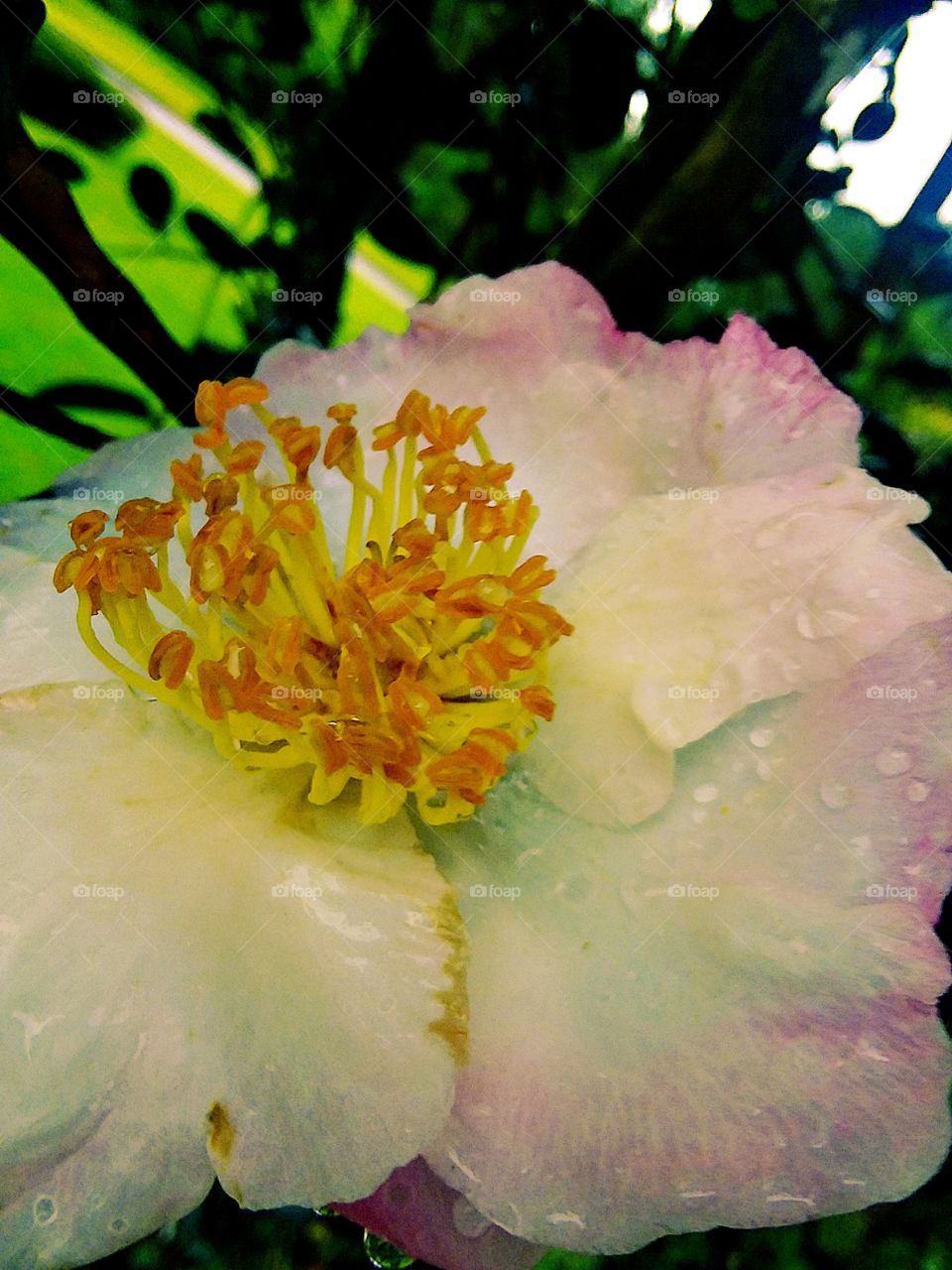 colorful flower delicate petals wet with rain