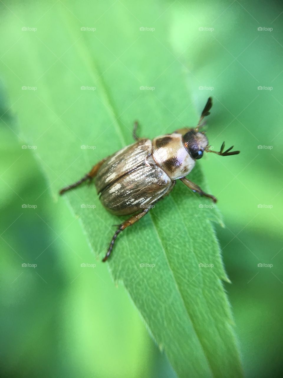 Happy weevil 