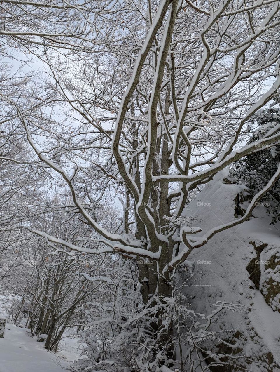 winter tree