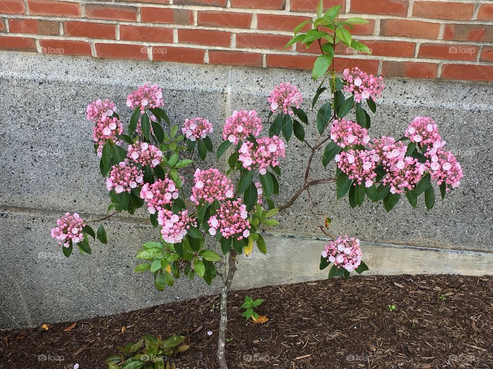 Mountain laurel plant