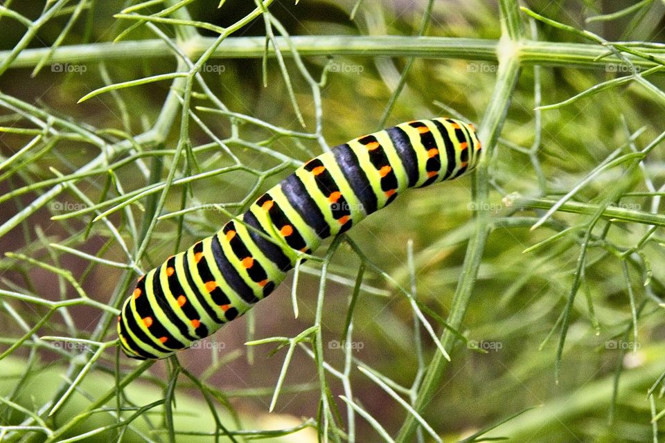 green caterpillar on a leaf