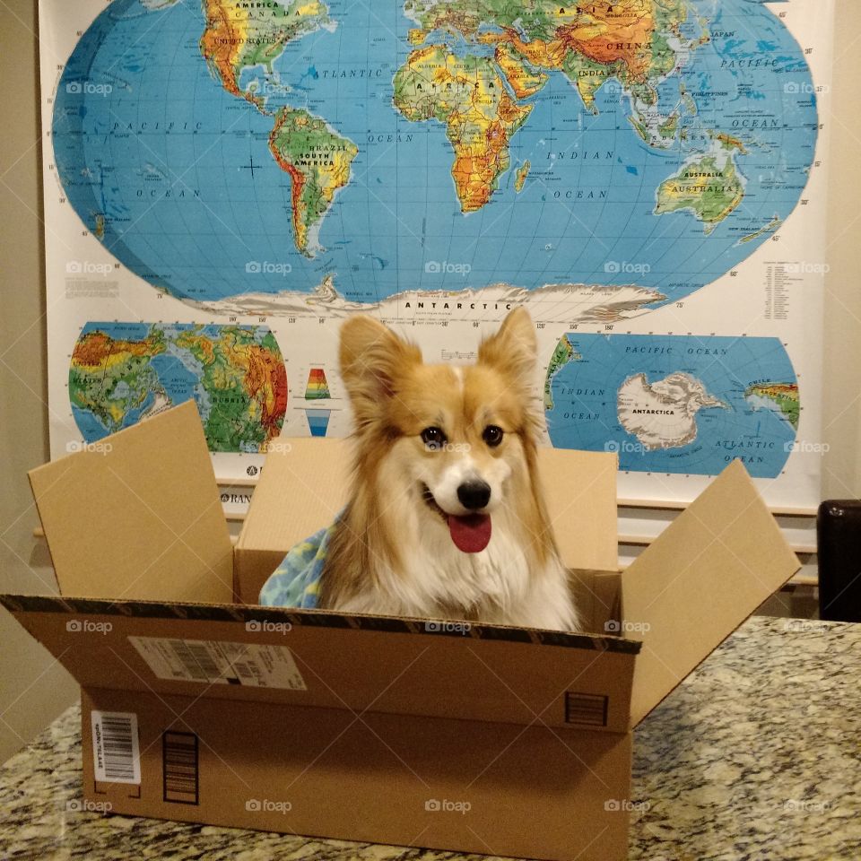 corgi in a box. time out 