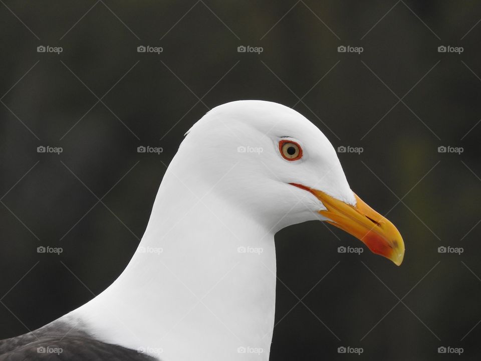 Sea gull