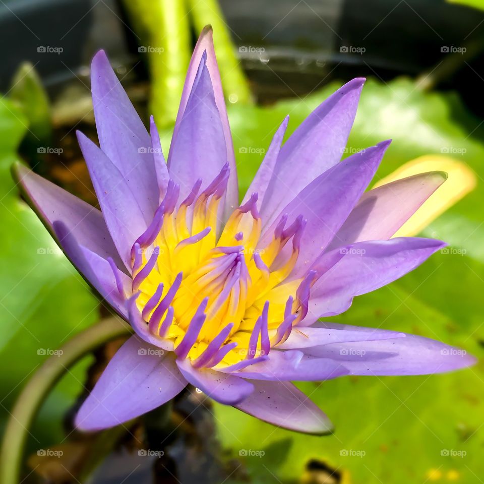 Purple Lotus 💜