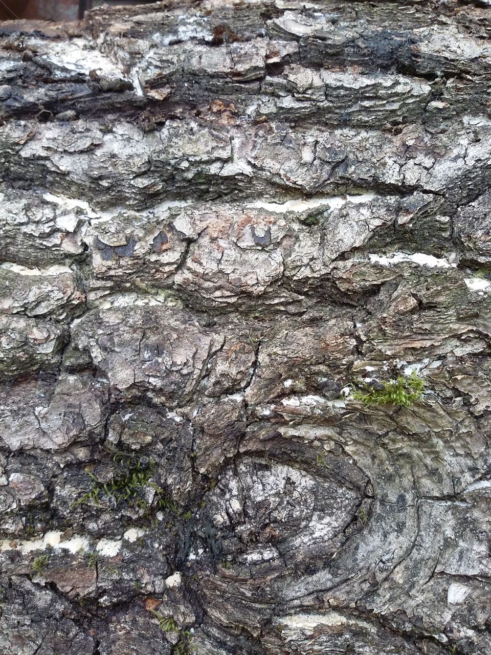 Old tree bark