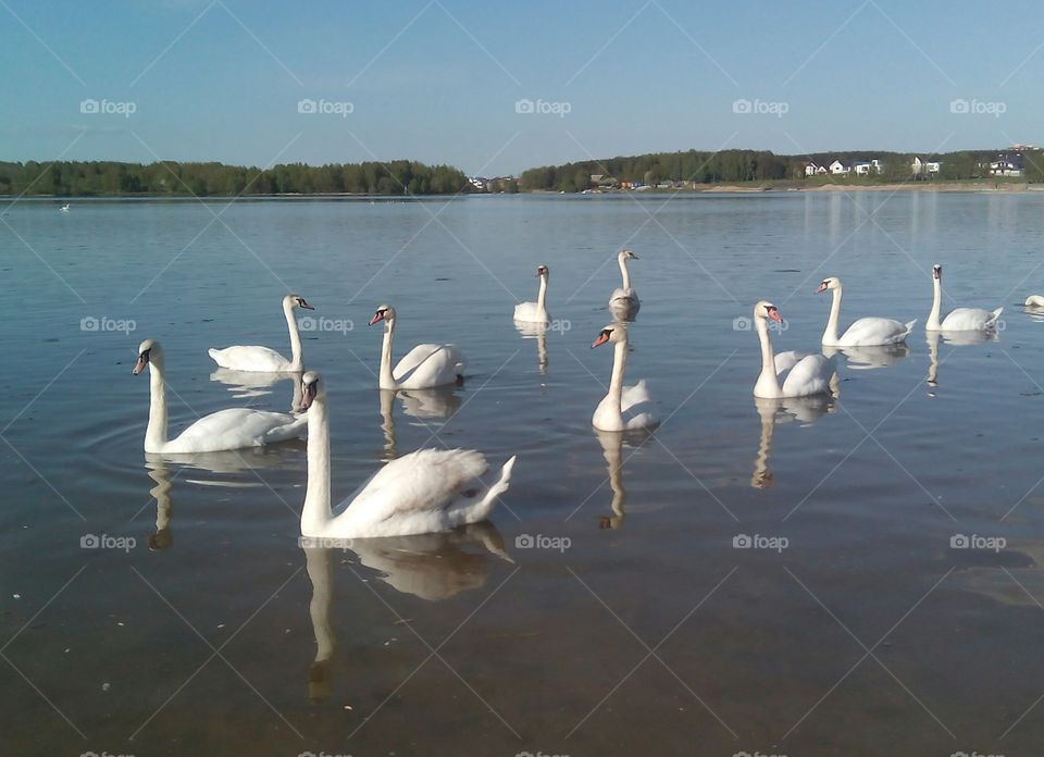 Swan, Bird, Lake, Water, Goose