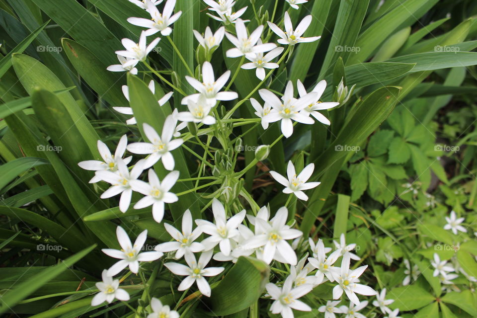 Star of Bethlehem (star-shaped white flowers) 