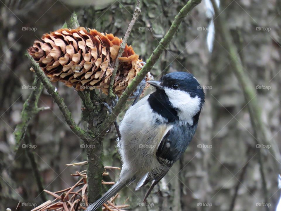 Breakfast of the tit